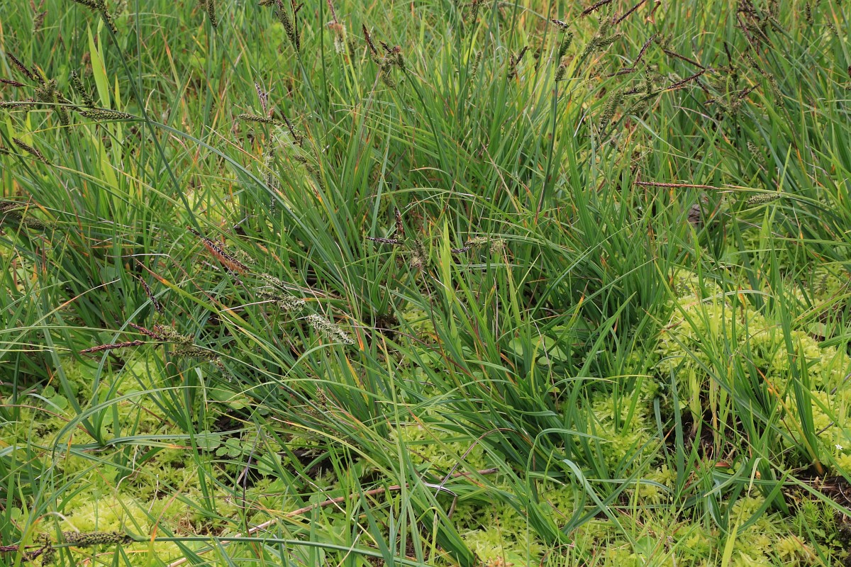 carex-nigra-common-sedge